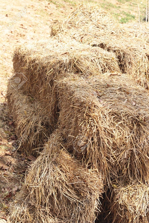 The Invisible Enemy in Your Horse's Diet