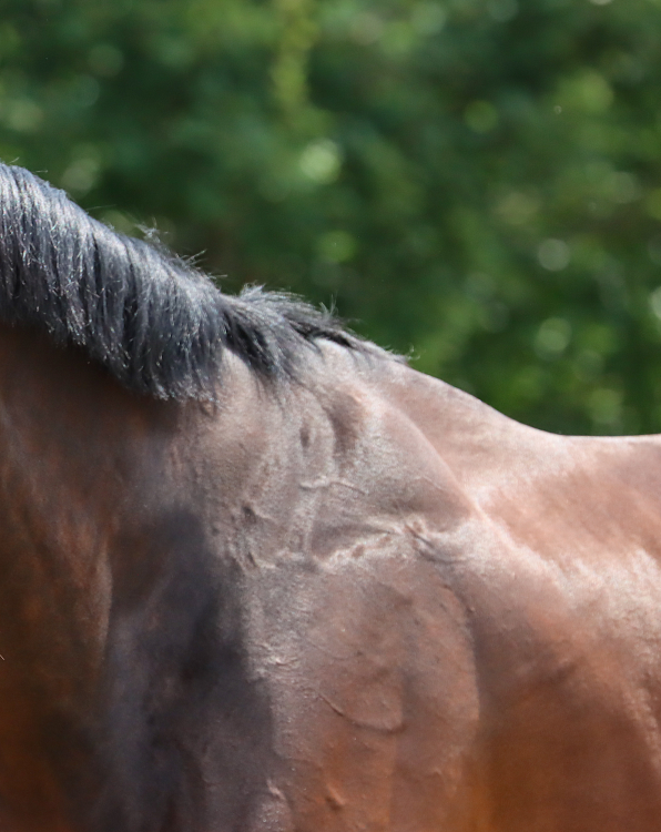 Action of ingredients