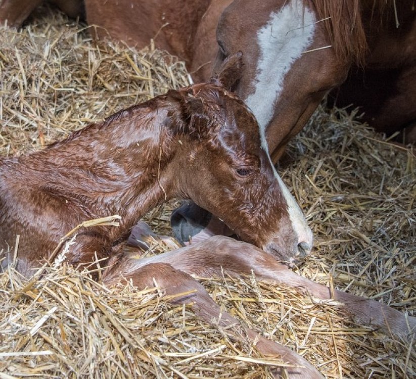 Acțiunea ingredientelor