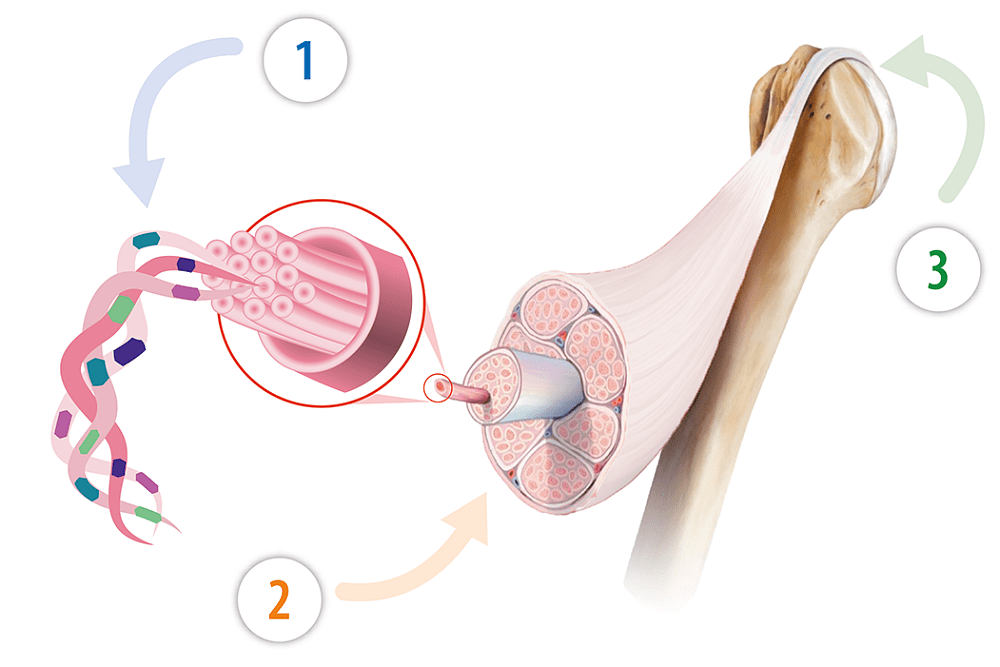 Action of ingredients