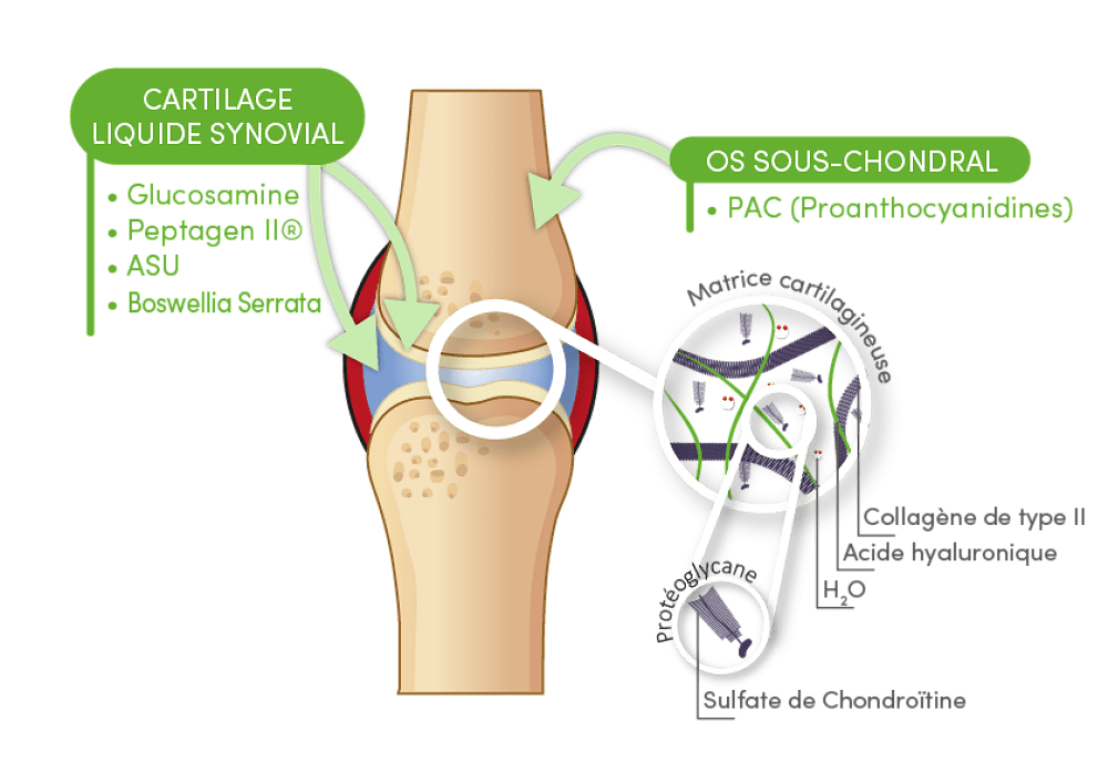 Specialized composition of active ingredients