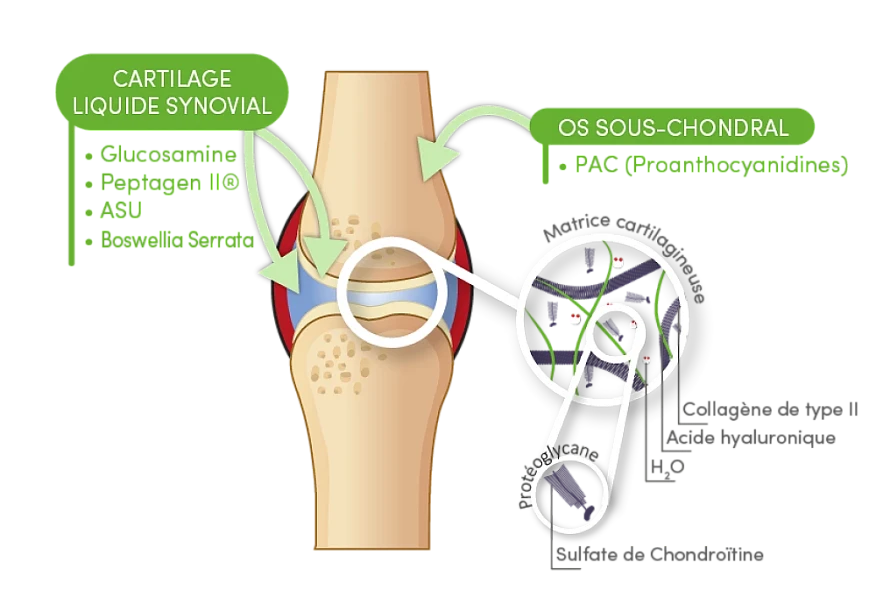 3 Essential Tips for Sport Horse Joint Health