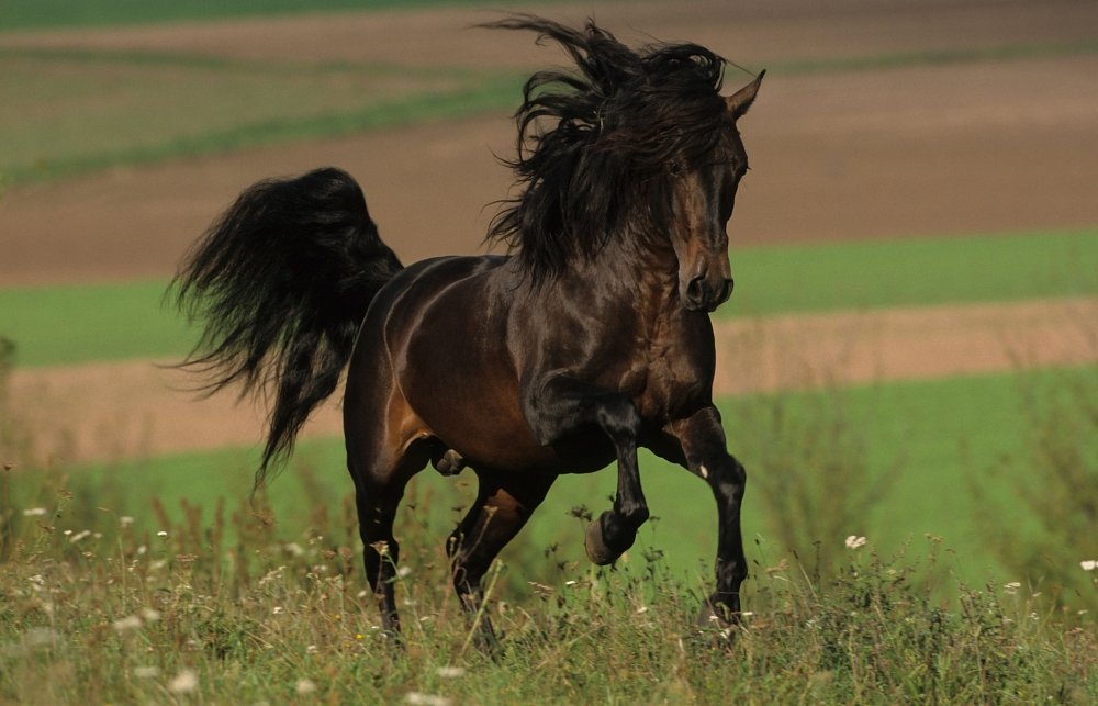 Action of ingredients