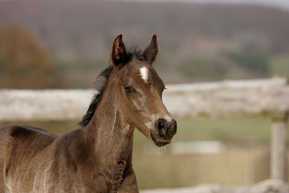 Specialized composition of active ingredients