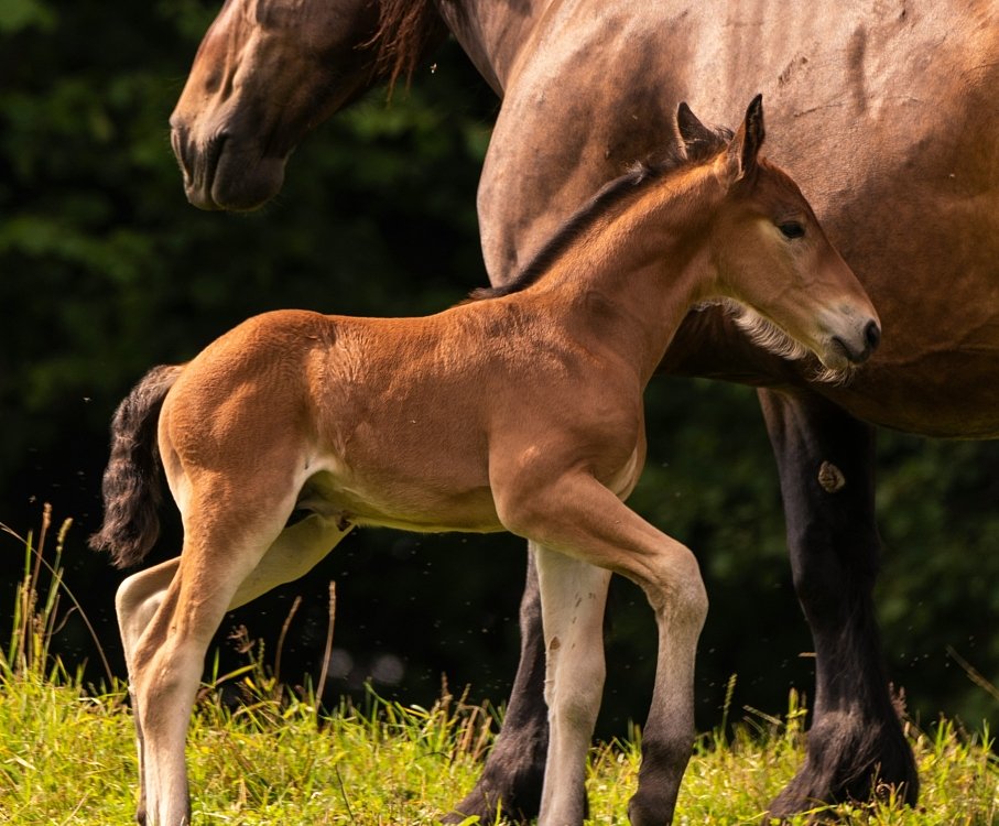 Acțiunea ingredientelor