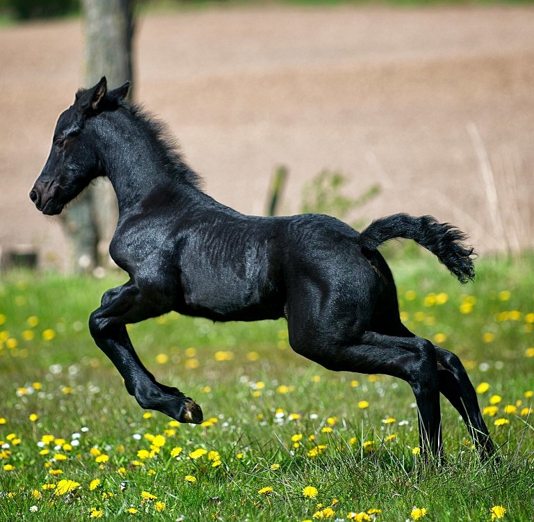 Compoziție specializată mai multor ingrediente active