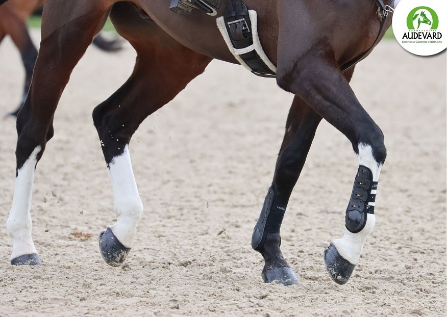 The Hoof as a "Second Heart .