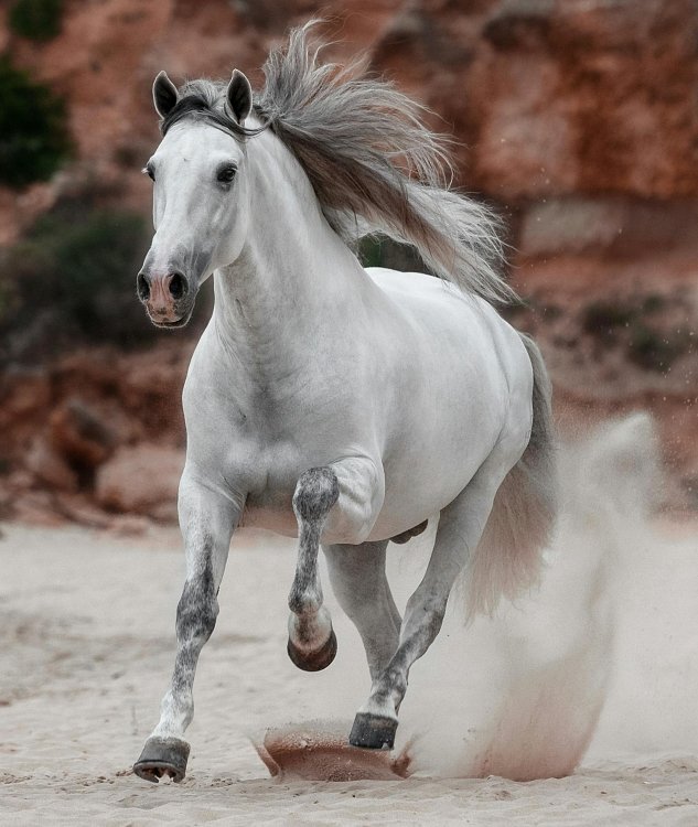 Specialized composition of active ingredients