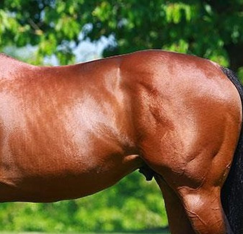 Specialized composition of active ingredients