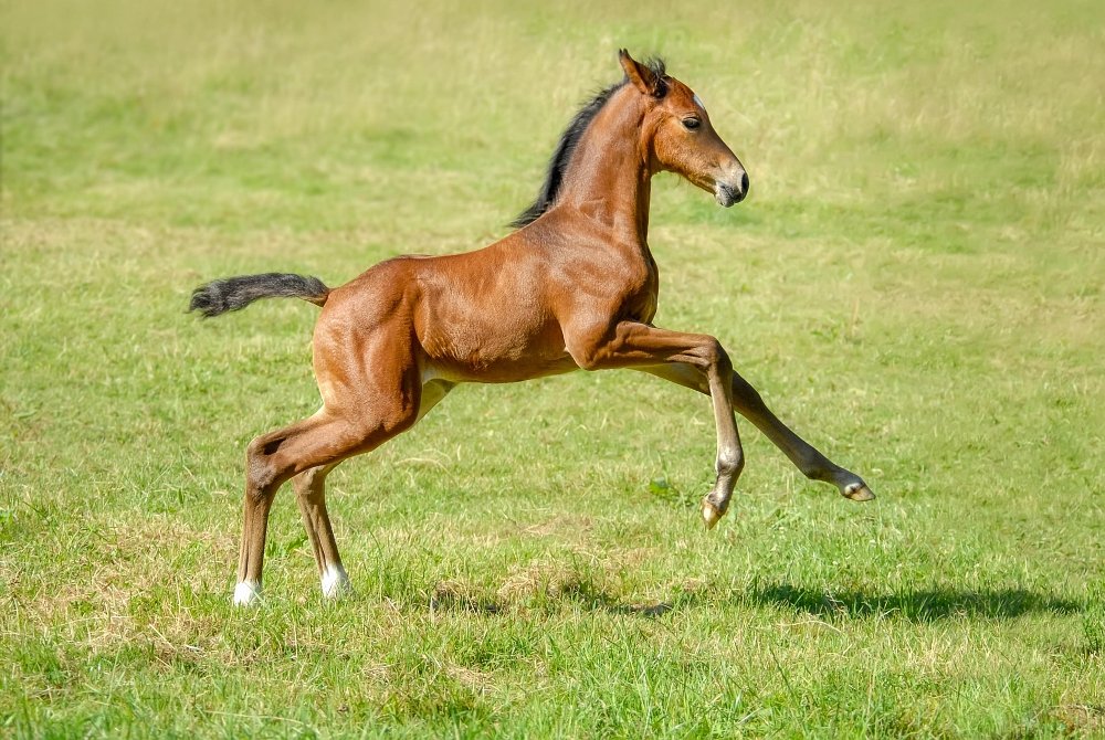 Action of ingredients