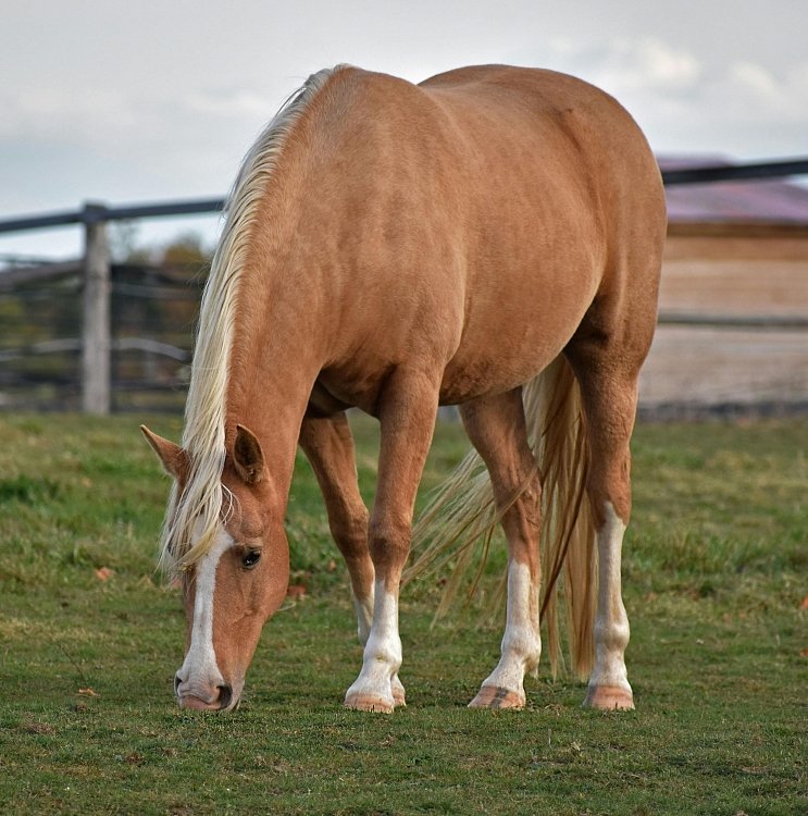 Acțiunea ingredientelor