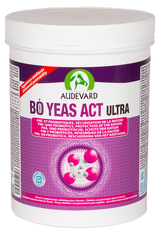 Audevard Bo Yeas Act Ultra