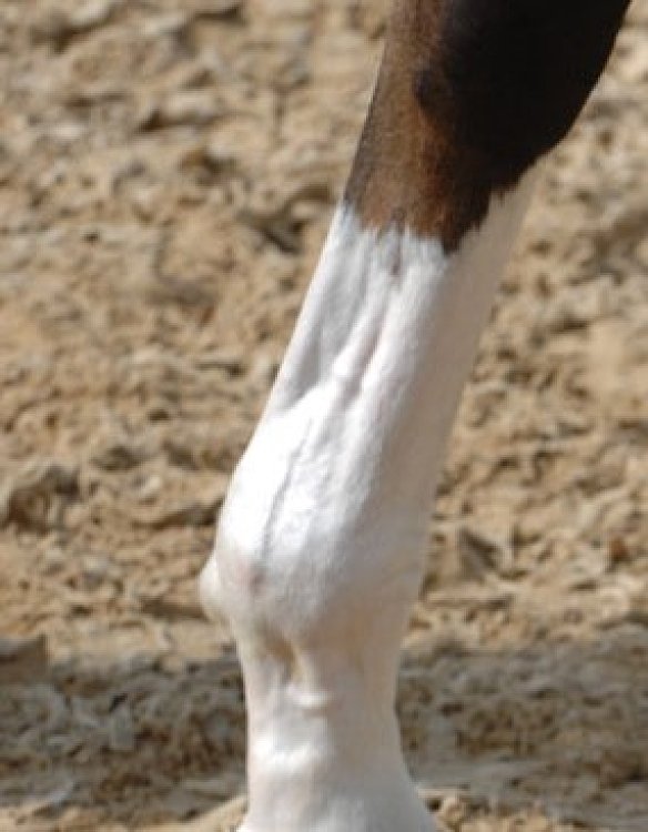 Specialized composition of active ingredients