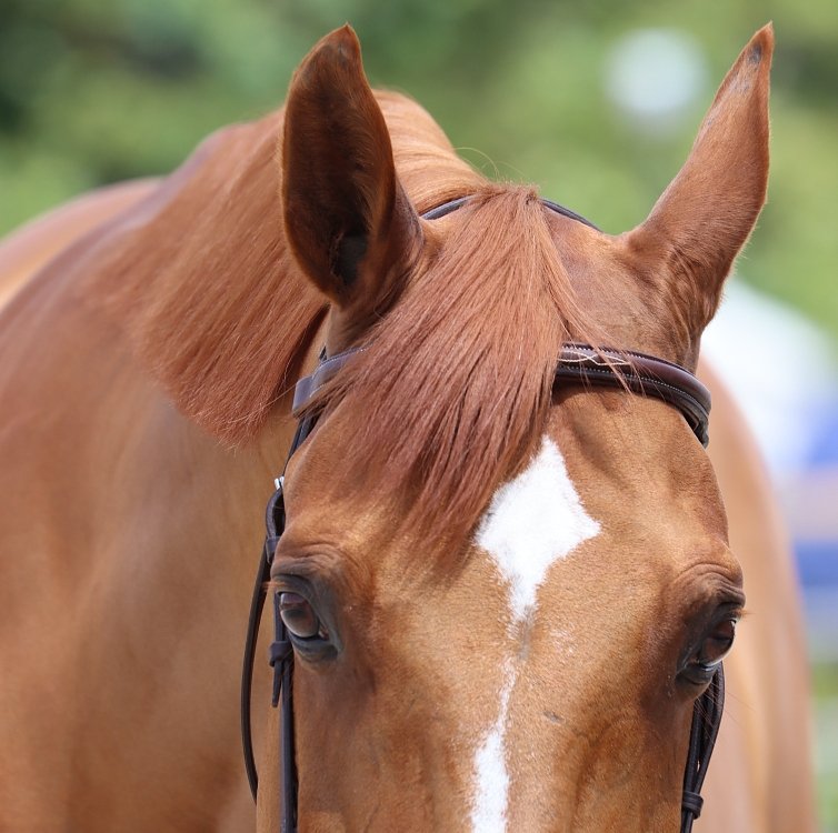 Important Metabolic and Nutritional Factors Involved in Equine Tying-Up (Exertional Rhabdomyolysis)