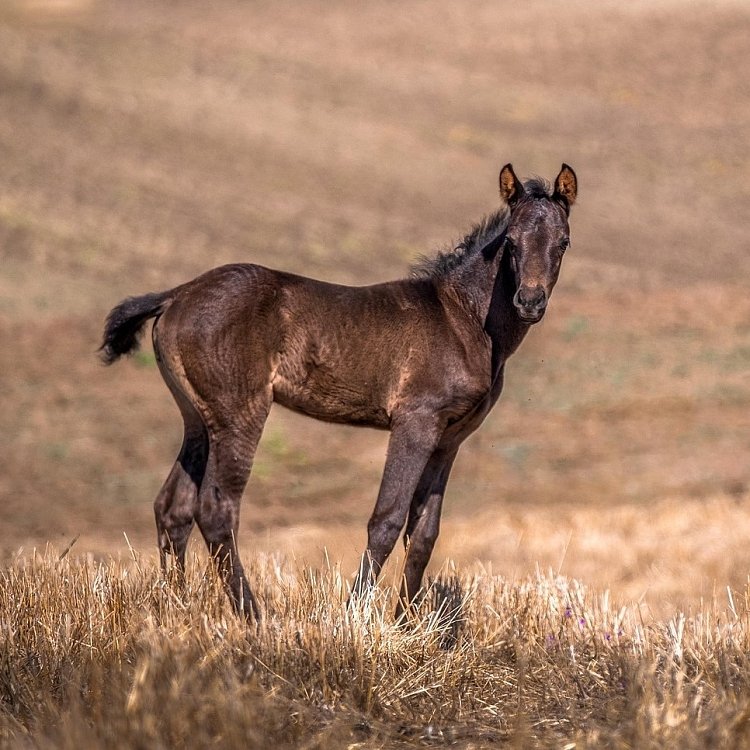 Specialized composition of active ingredients