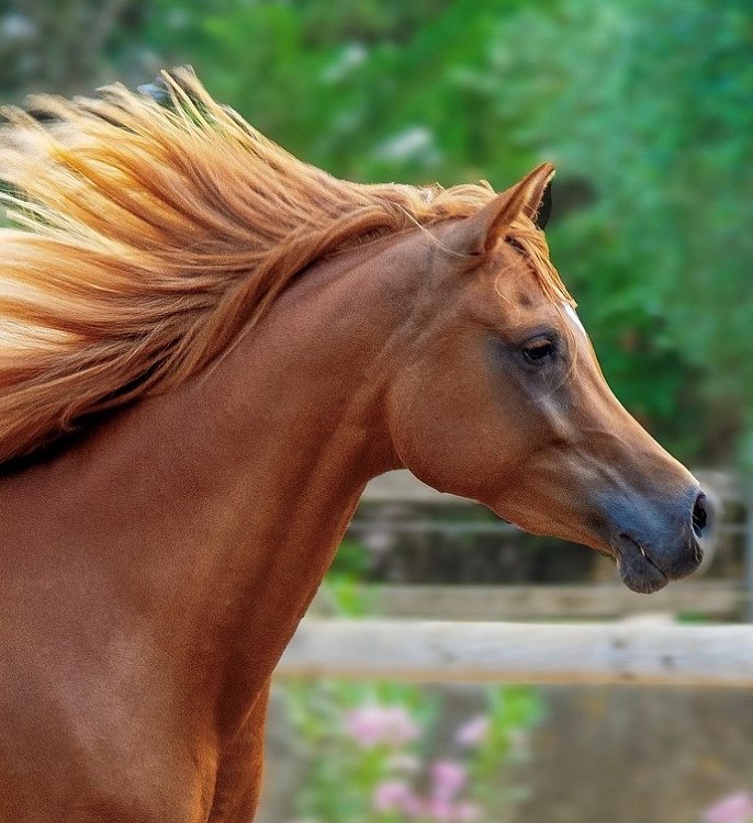 Acțiunea ingredientelor