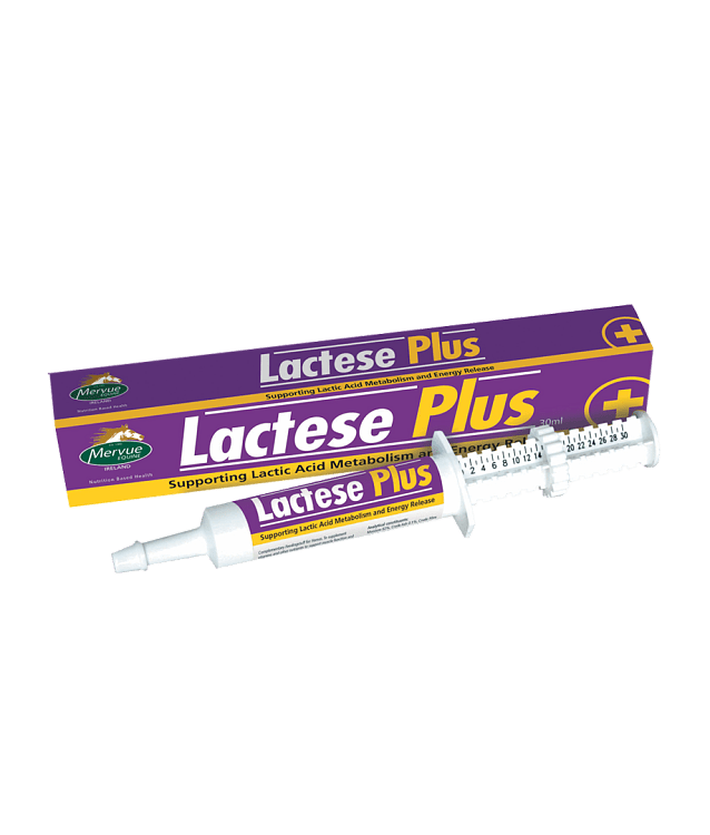 Mervue Lactese Plus Paste
