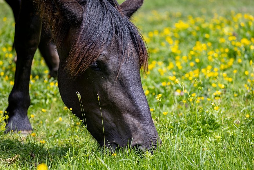 A Digestive Health Guide for the Performance Horse