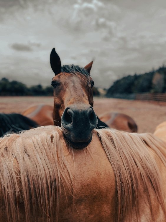 Hay Soaking: The Positive and Negative Side for Equine Health