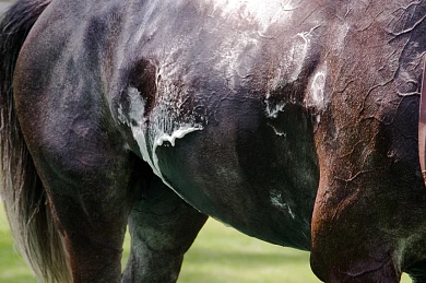 Equine Electrolytes: A valuable ally only with proper use.