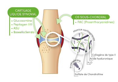 3 Essential Tips for Sport Horse Joint Health