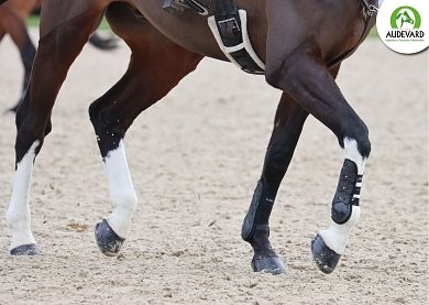 The Hoof as a "Second Heart .