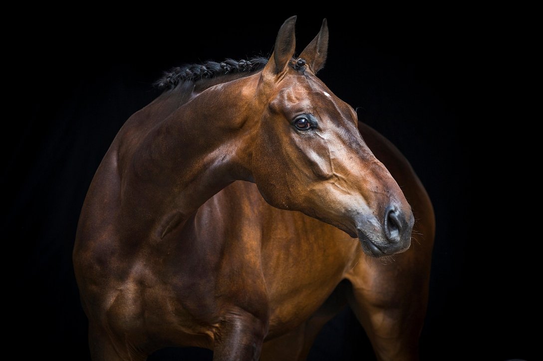 Products for the digestion of the horses